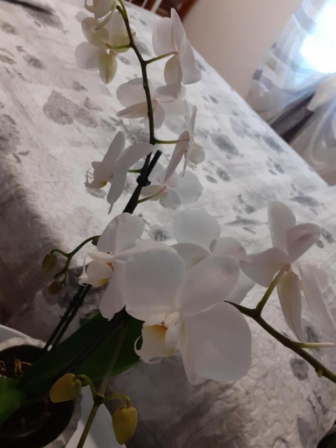 B&B Alla Bon'Ora Volpago del Montello Екстер'єр фото